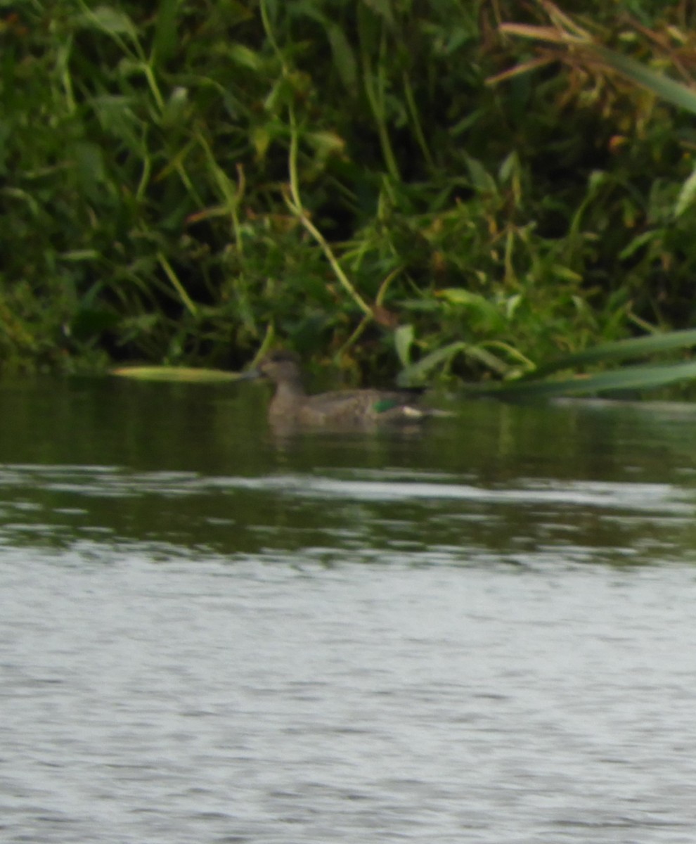 Green-winged Teal - ML609266882