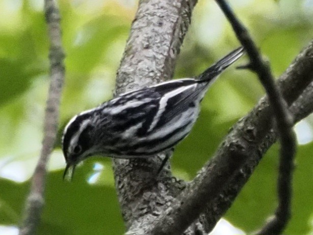 Black-and-white Warbler - ML609267126