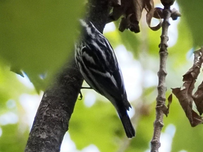 Black-and-white Warbler - ML609267127