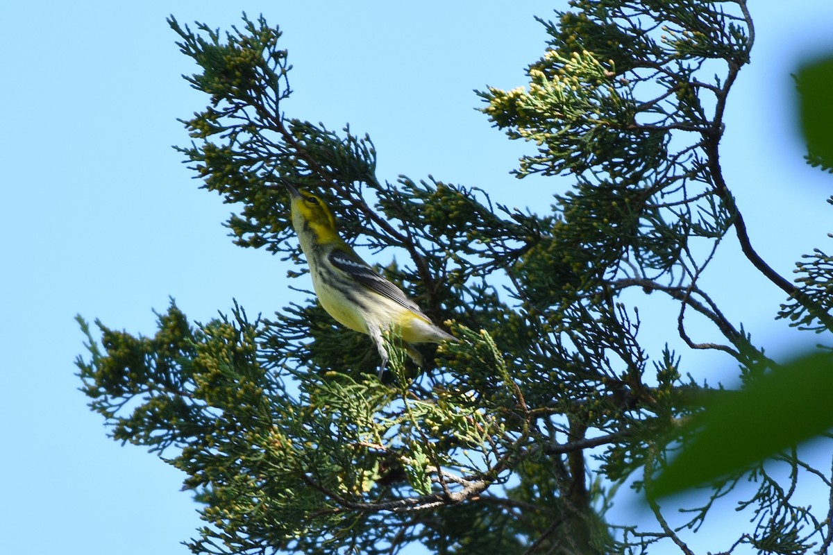 Black-throated Green Warbler - ML609267133