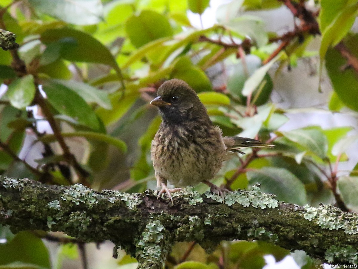 Spotted Towhee (Olive-backed) - ML609267163