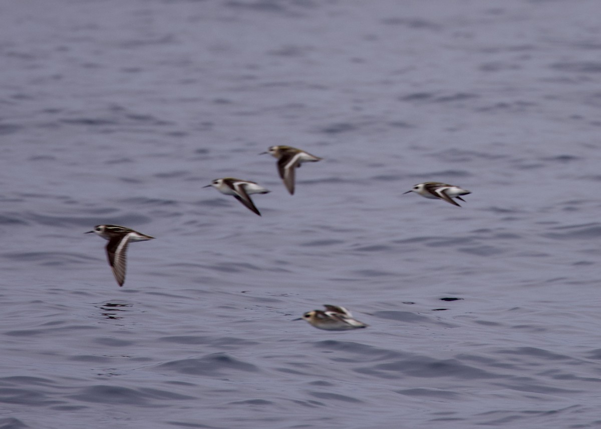 Red-necked Phalarope - ML609267283