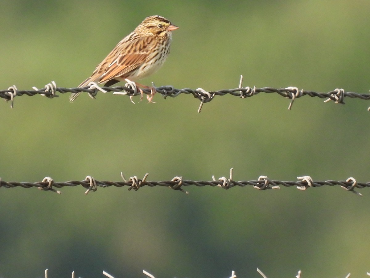 Savannah Sparrow - Cheryl Ring