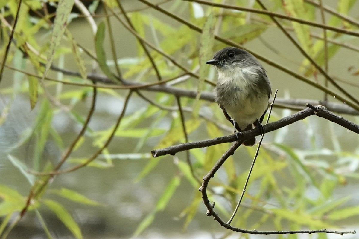 Eastern Phoebe - ML609267349