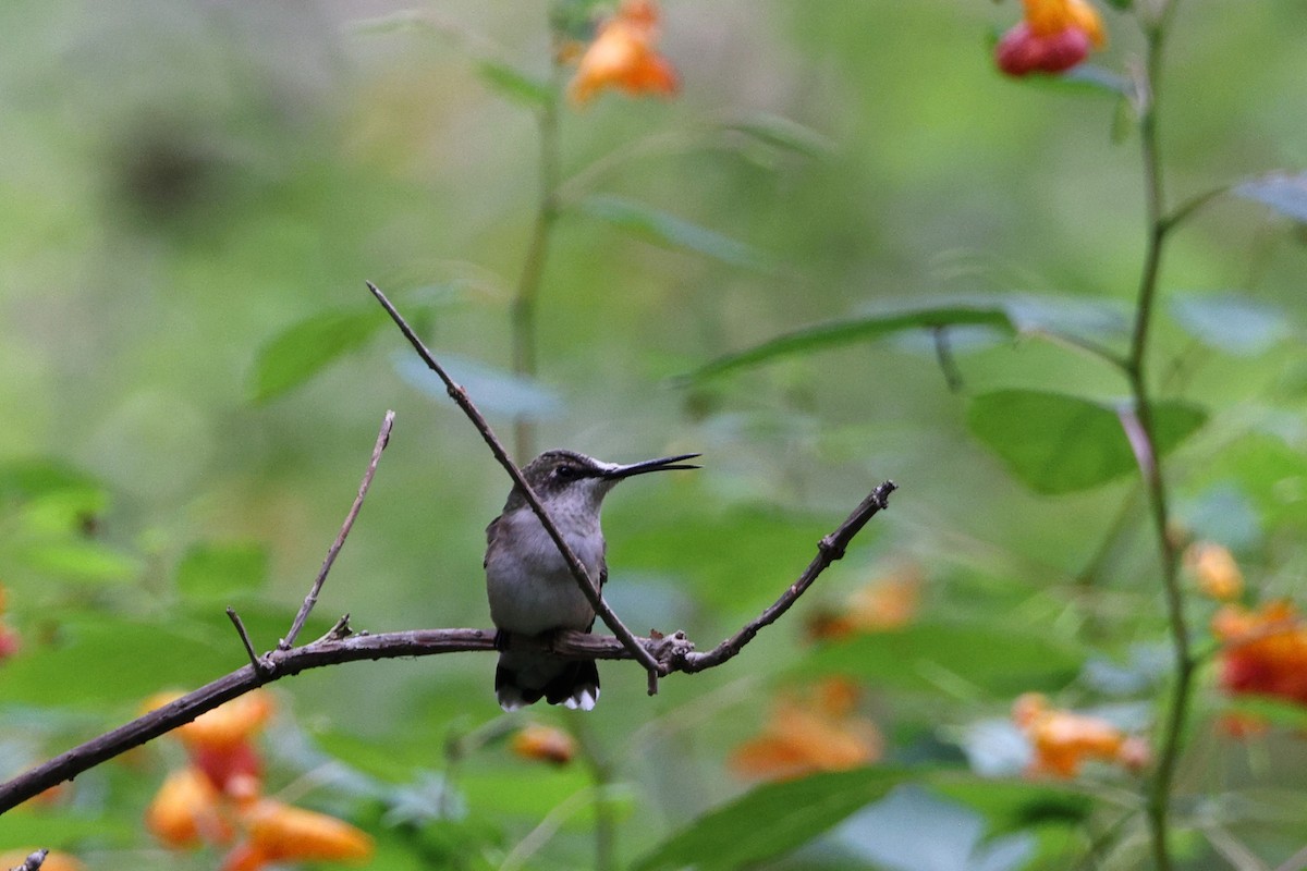 Ruby-throated Hummingbird - ML609267354
