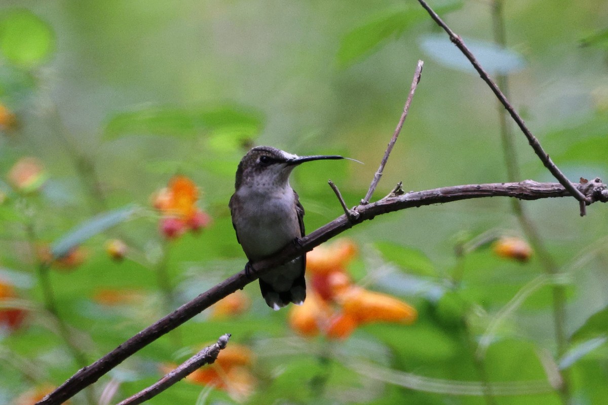 Ruby-throated Hummingbird - ML609267359