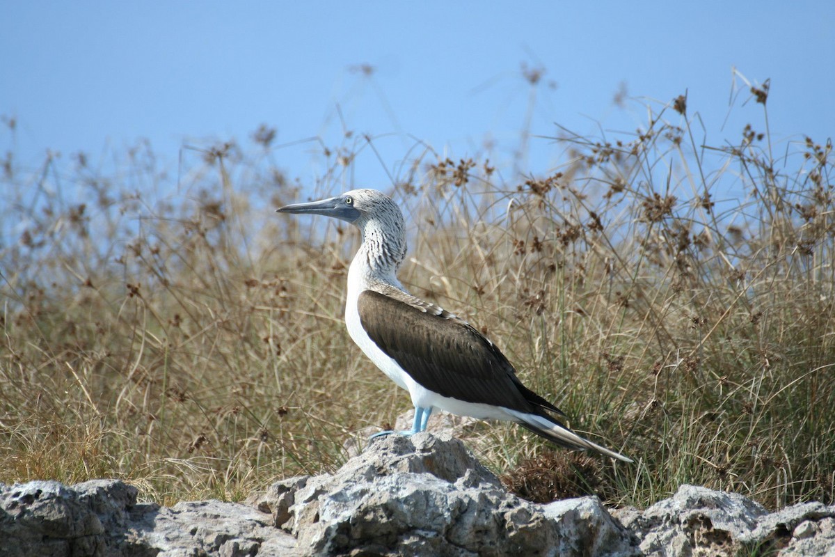 Blue-footed Booby - ML609267393