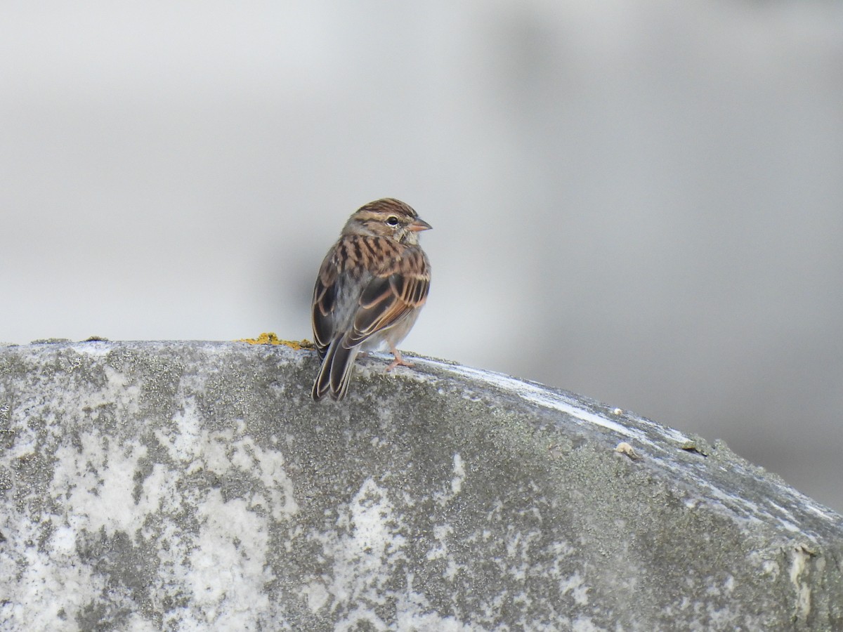 Chipping Sparrow - Cheryl Ring