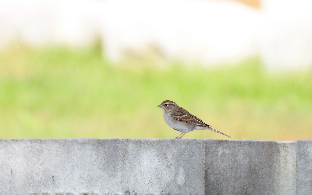 Chipping Sparrow - ML609267397