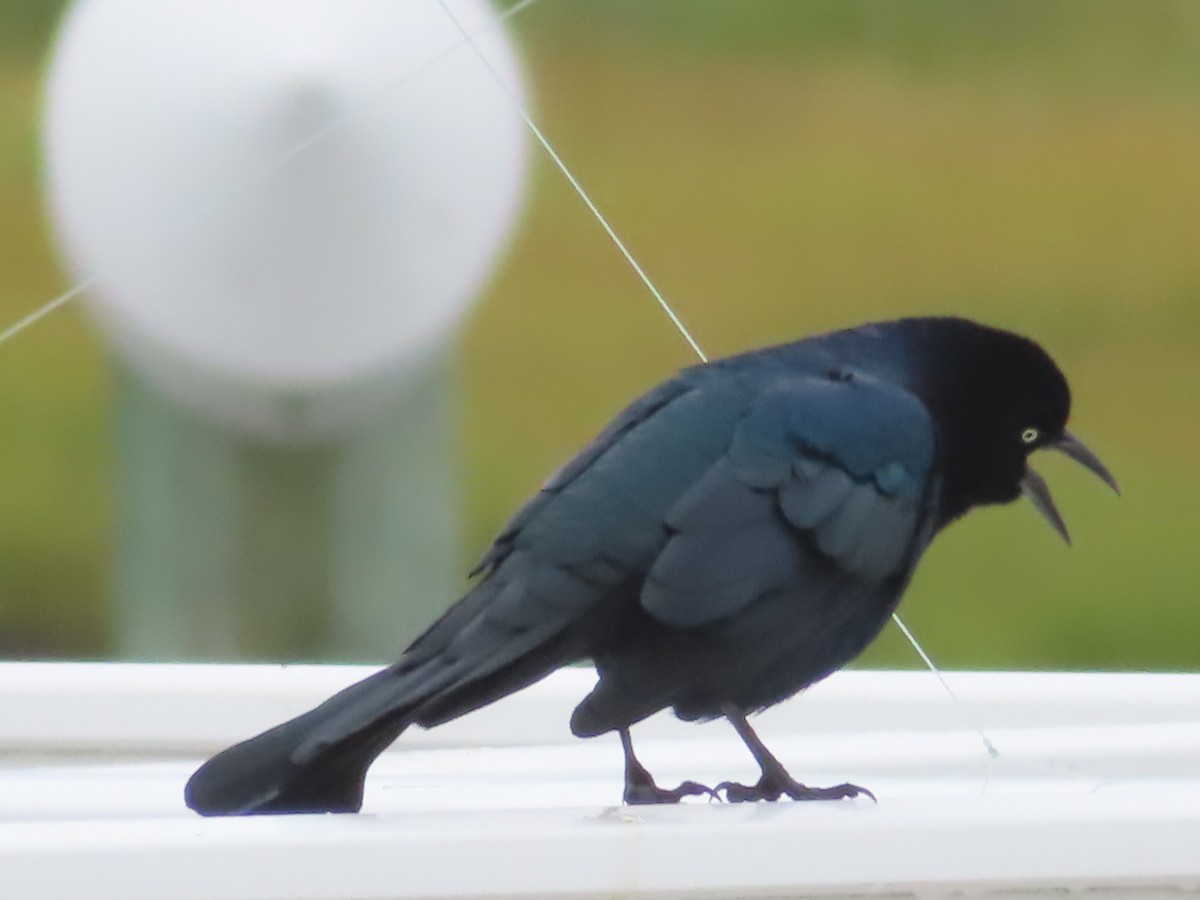 Boat-tailed Grackle - ML609267474