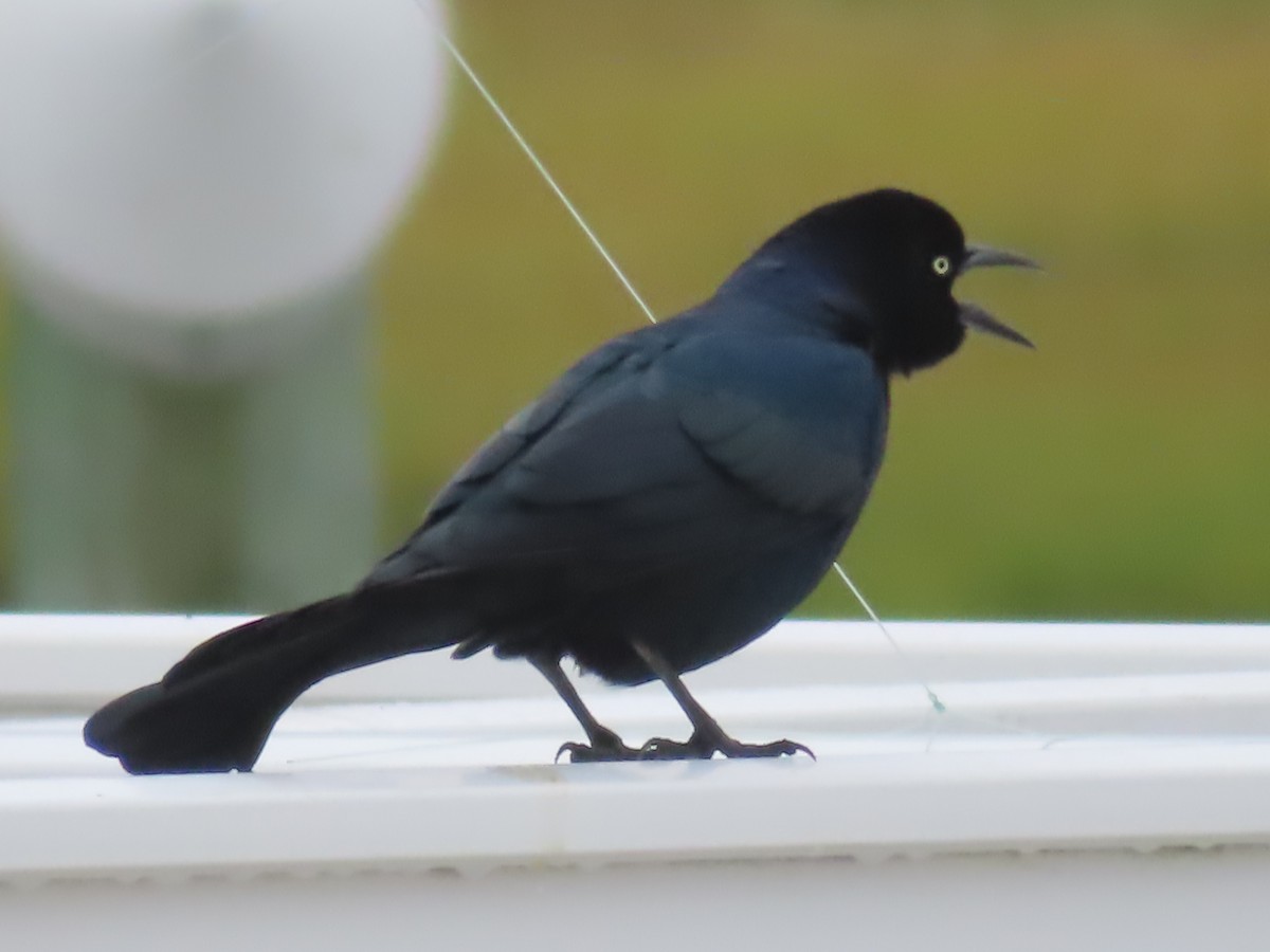 Boat-tailed Grackle - ML609267480