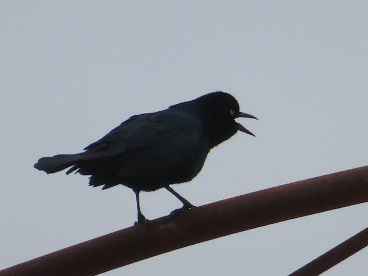 Boat-tailed Grackle - ML609267485