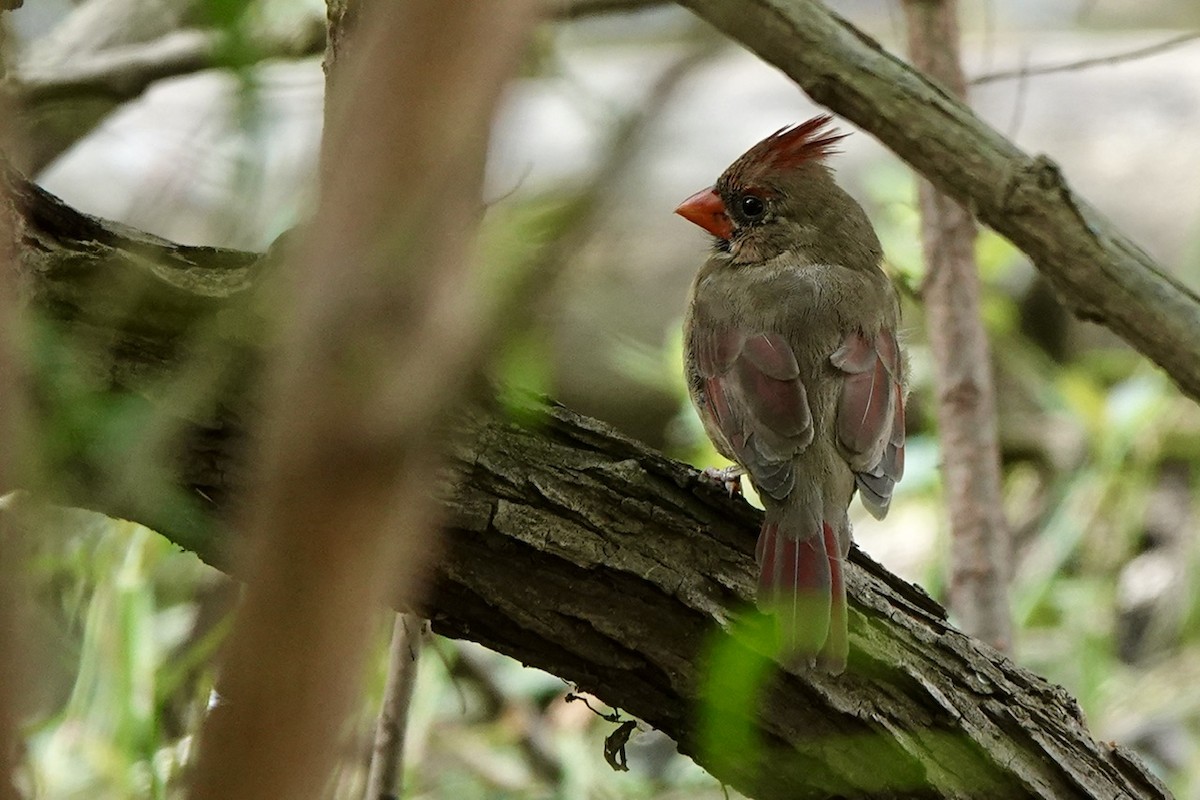 Northern Cardinal - ML609267590