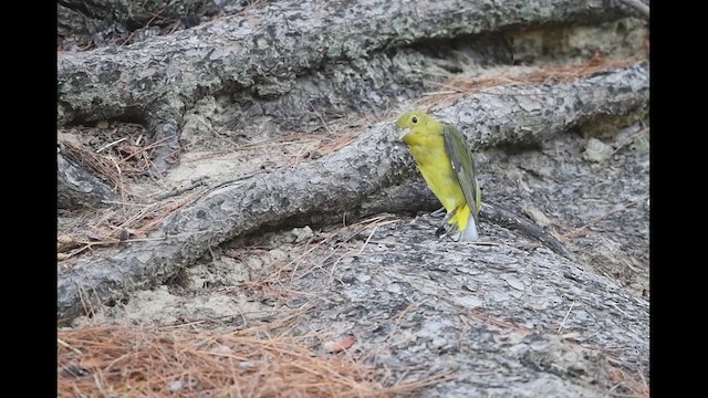 Scarlet Tanager - ML609267727