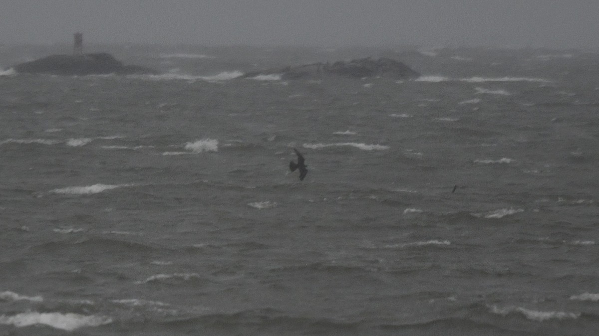 Peregrine Falcon - ML609267728