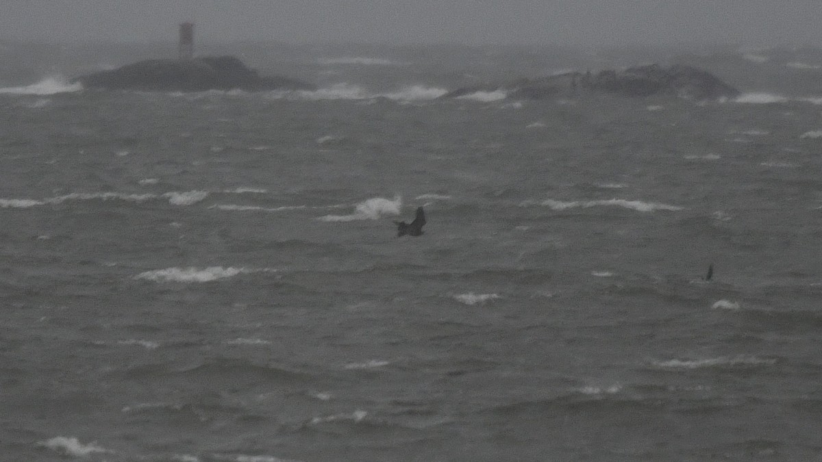 Peregrine Falcon - ML609267734