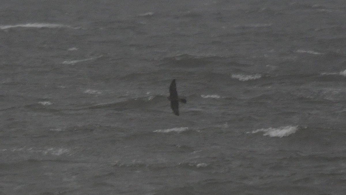 Peregrine Falcon - ML609267736