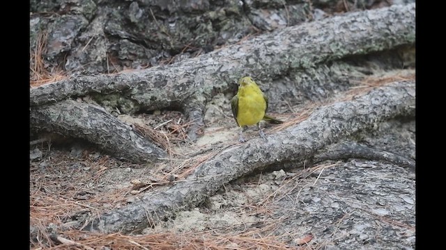 Scarlet Tanager - ML609267743