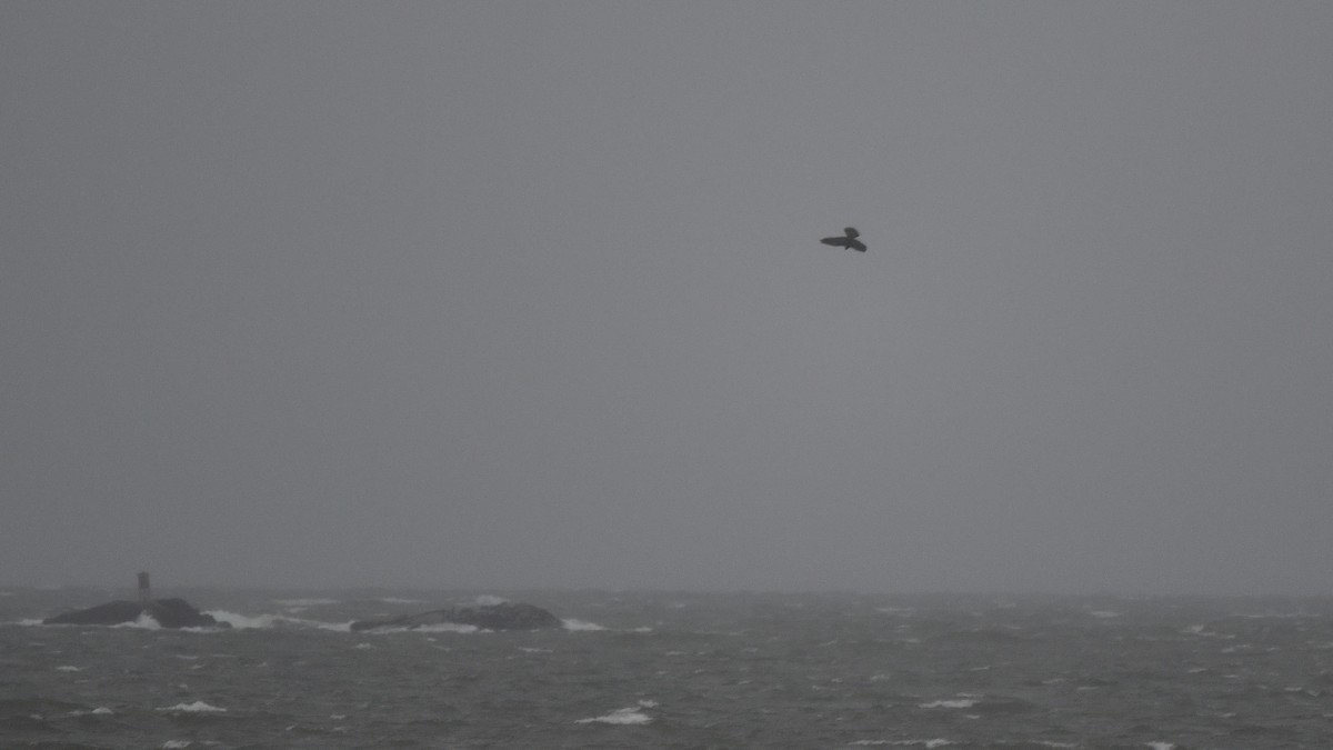 sokol stěhovavý - ML609267745