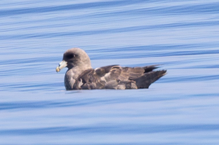 Northern Fulmar - ML609267800