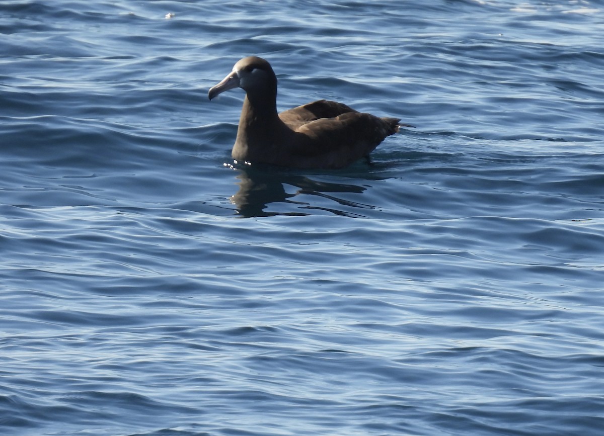 Albatros à pieds noirs - ML609267858