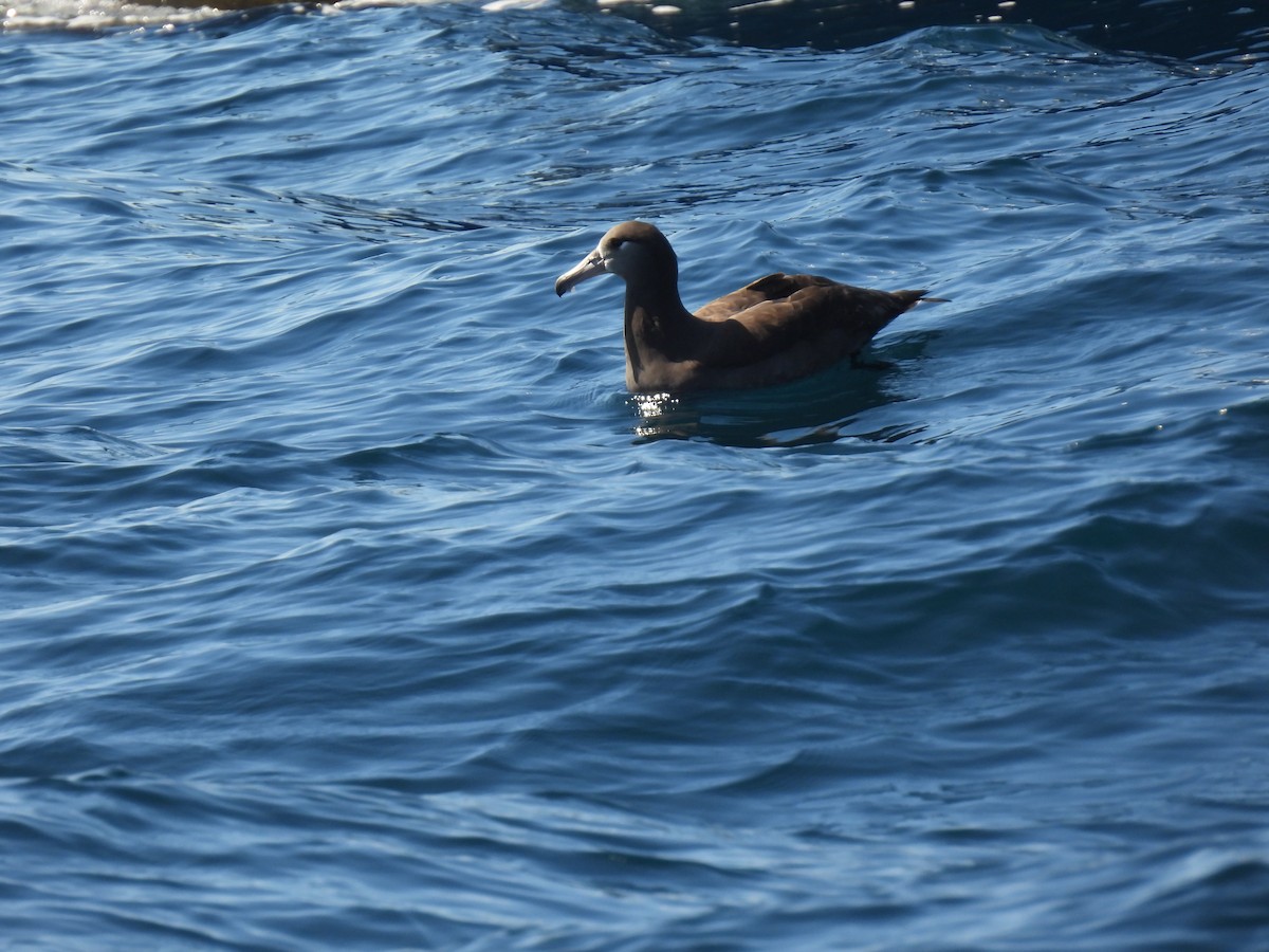 Черноногий альбатрос - ML609267861