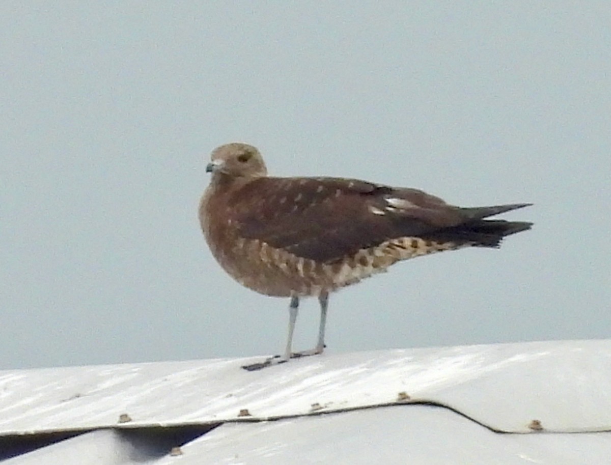 Parasitic Jaeger - ML609267866