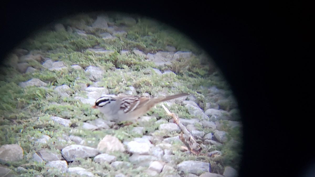 White-crowned Sparrow - ML609267908