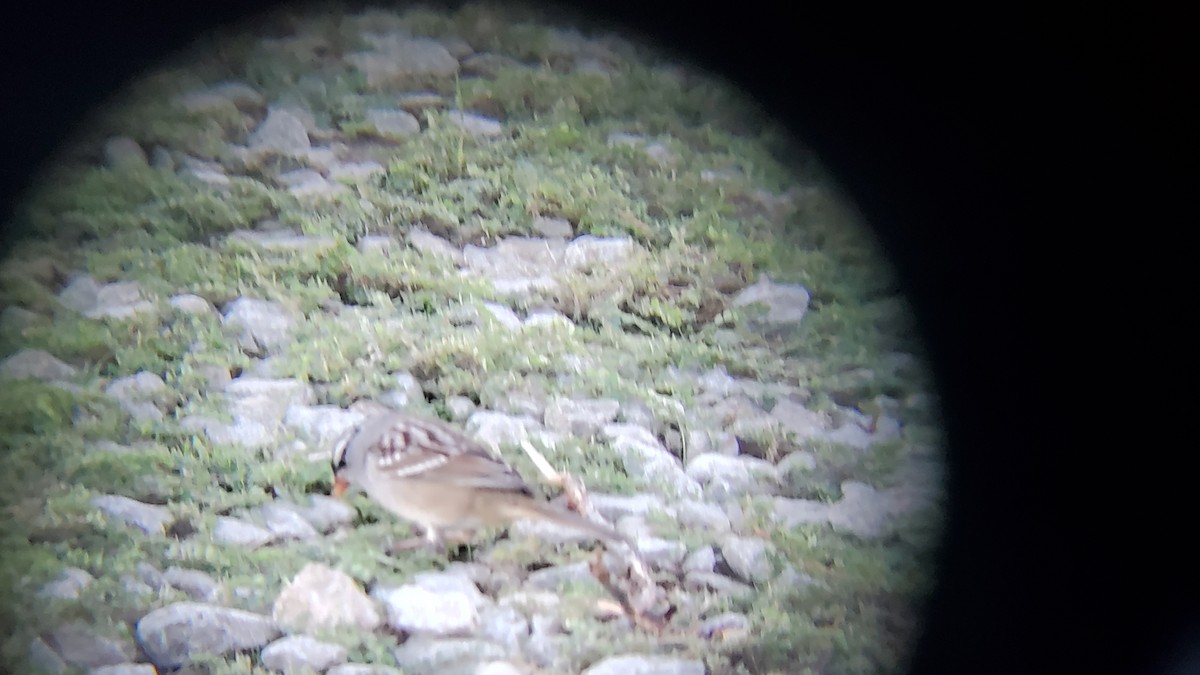 White-crowned Sparrow - ML609267909