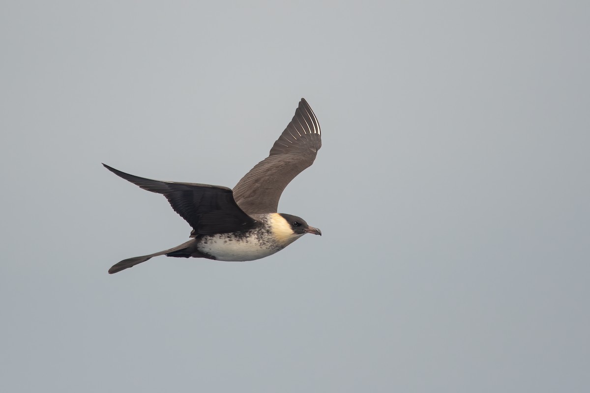 Pomarine Jaeger - Derek Rogers