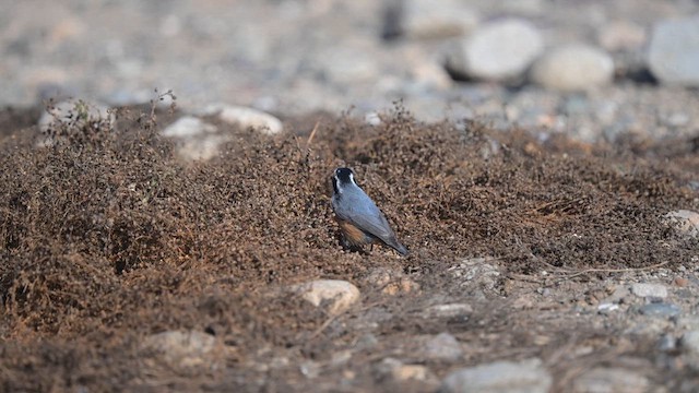 Red-breasted Nuthatch - ML609267979