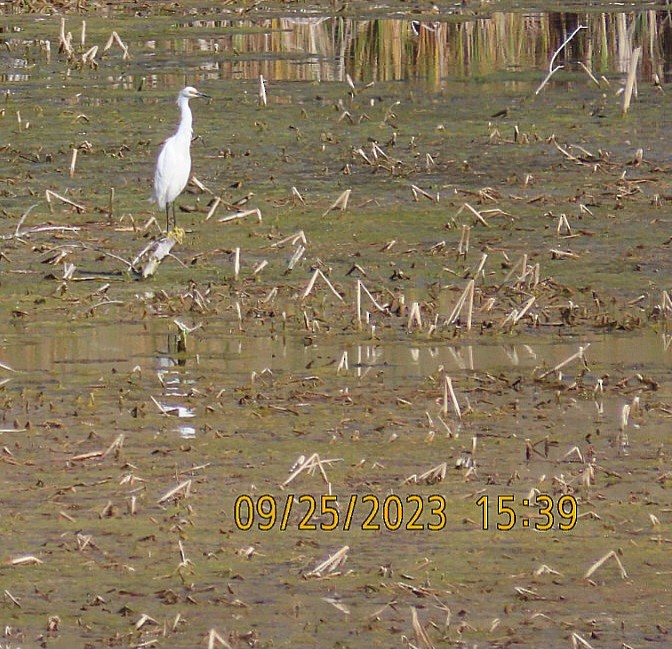 Snowy Egret - ML609267996