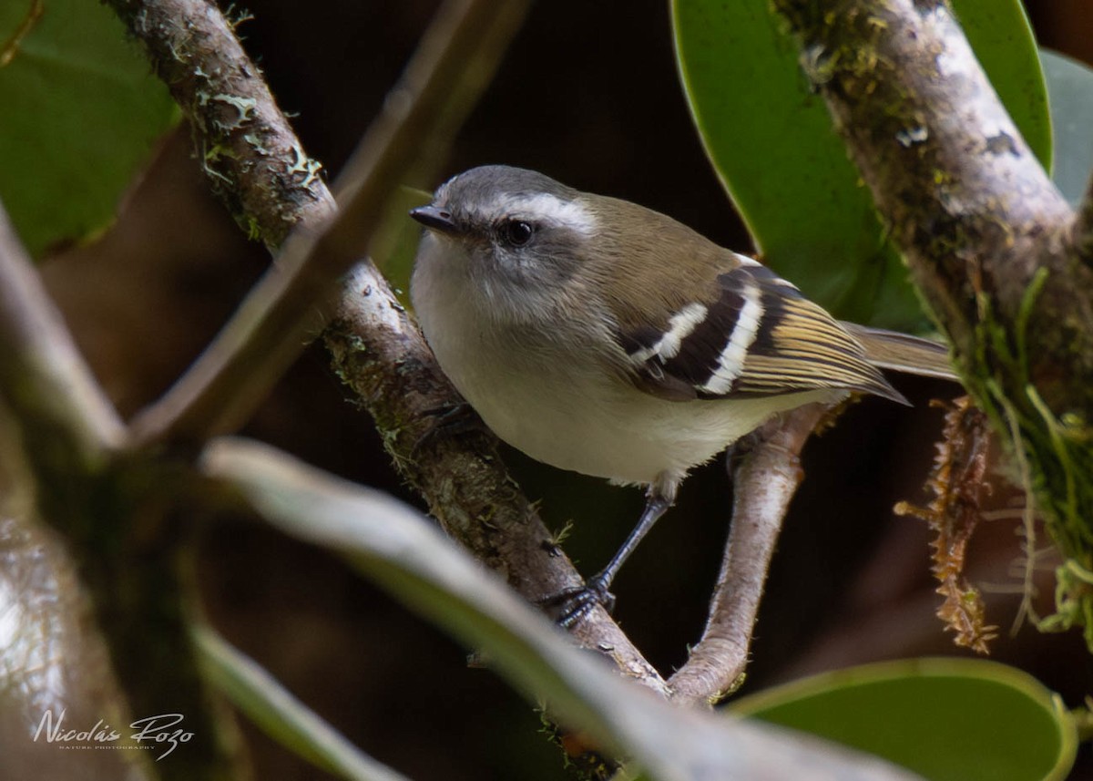 White-banded Tyrannulet - Nicolás Rozo