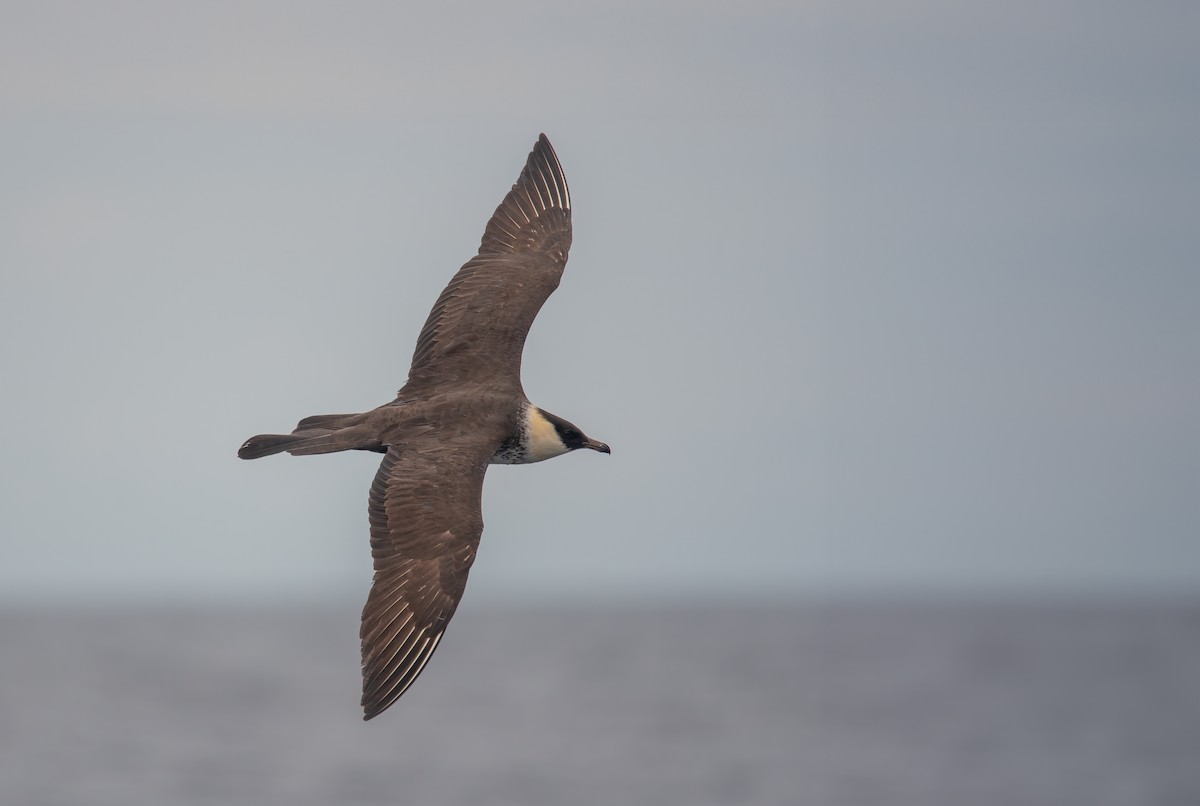 Pomarine Jaeger - ML609268108