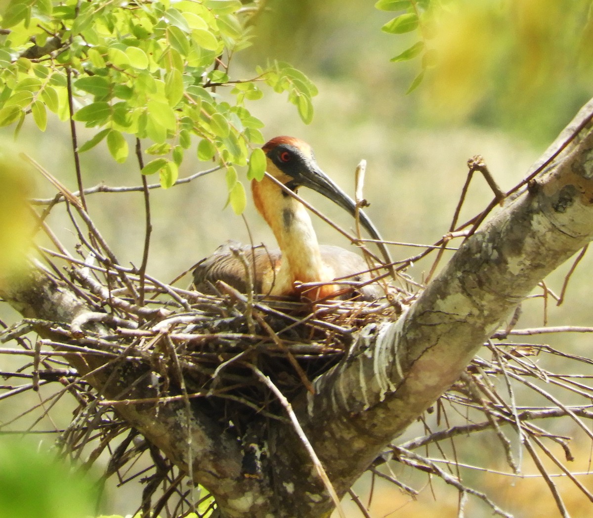 Buff-necked Ibis - ML609268117