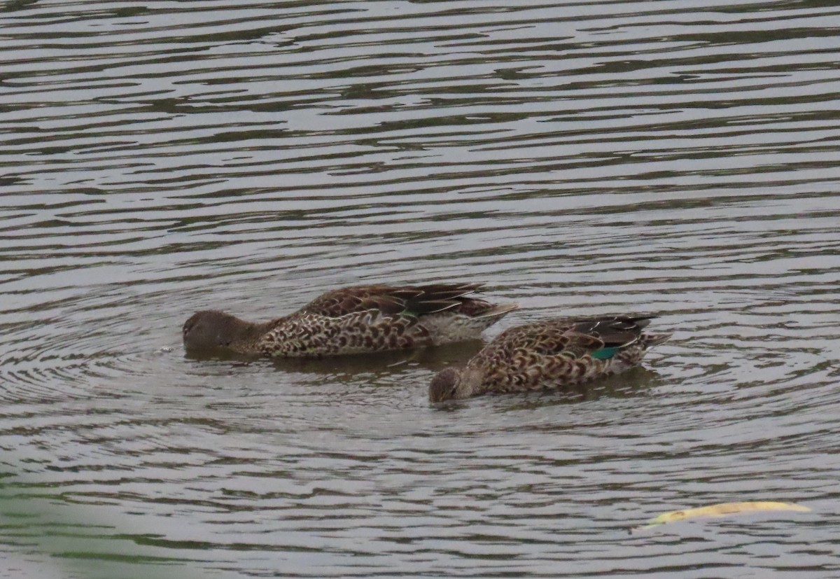 Green-winged Teal - ML609268138