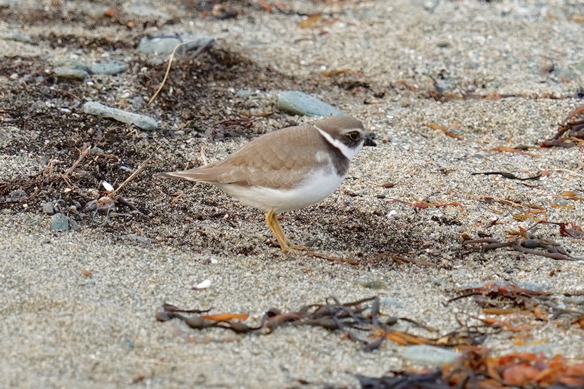 Semipalmated Plover - ML609268181