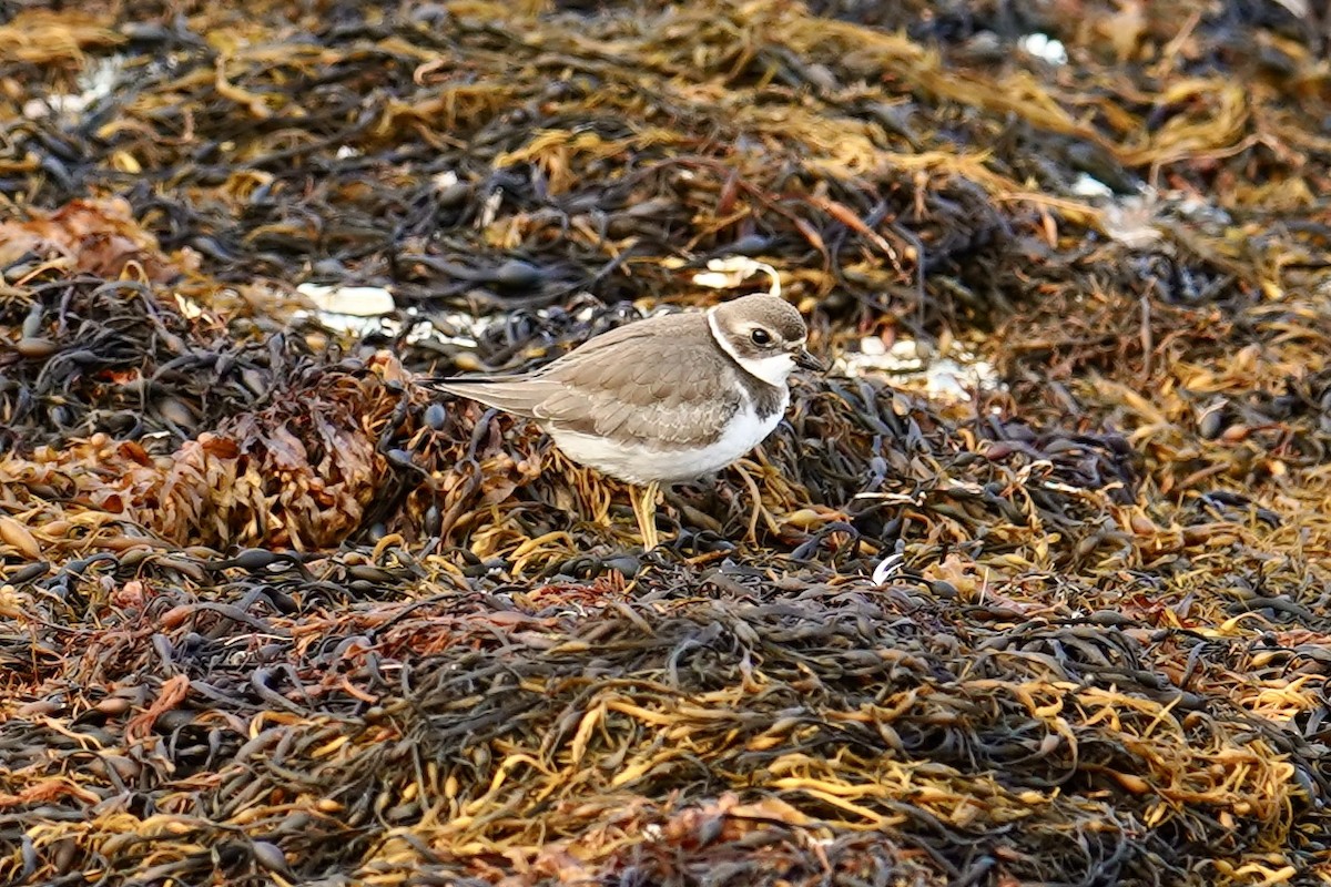 Semipalmated Plover - ML609268183