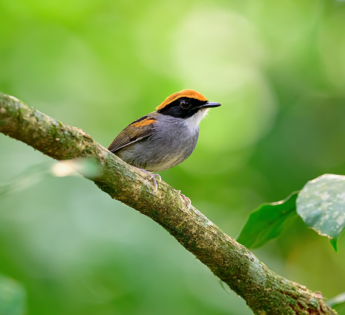 Black-cheeked Gnateater - ML609268195