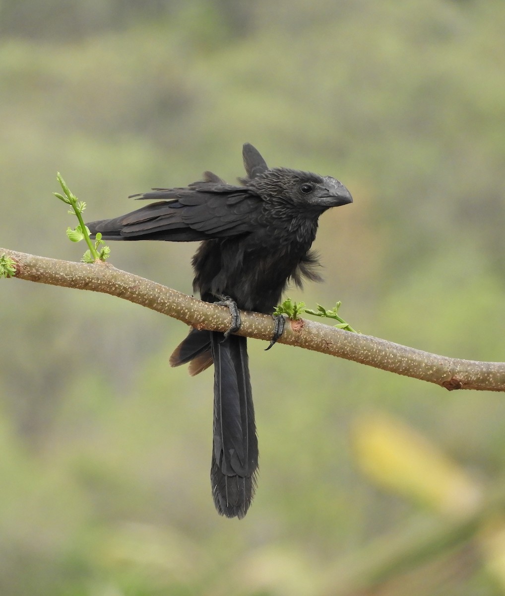 Smooth-billed Ani - ML609268202