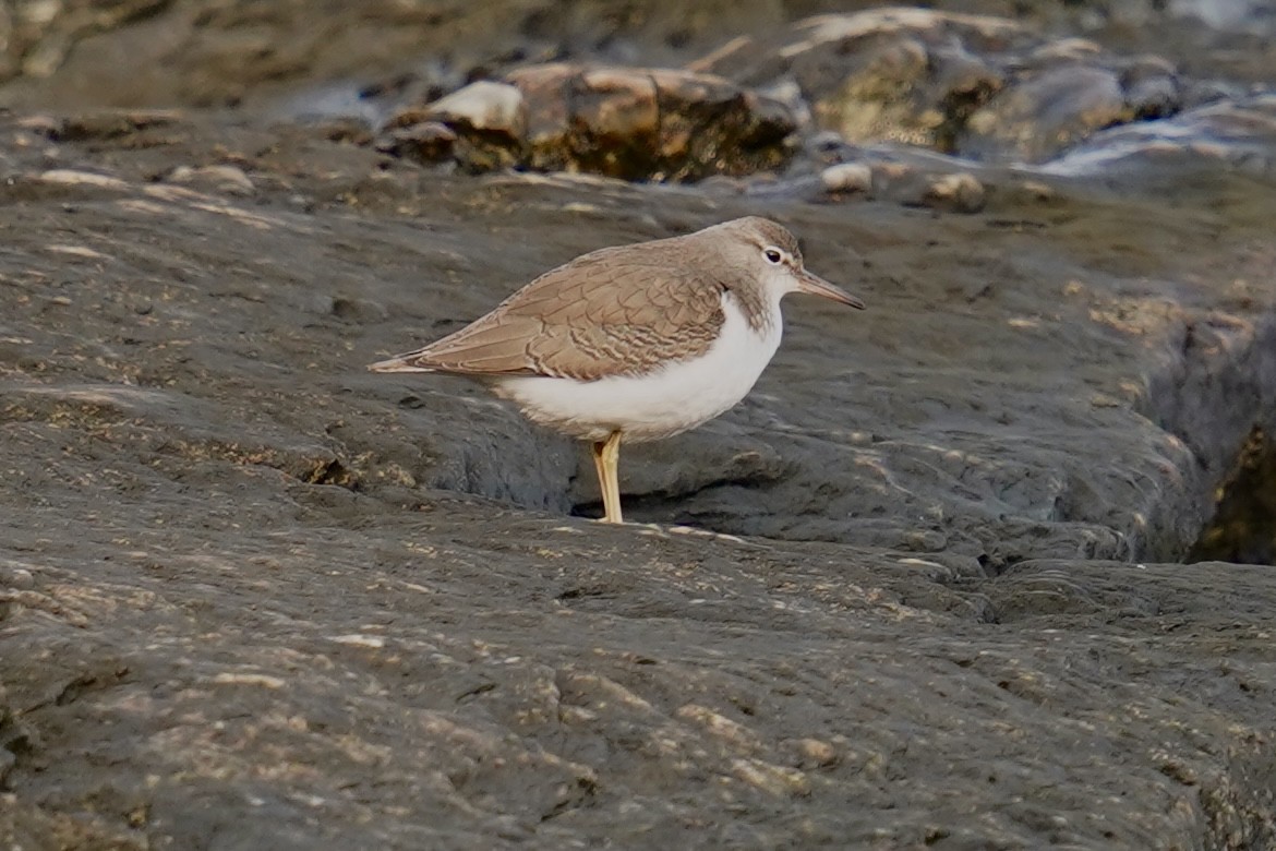 Spotted Sandpiper - ML609268204