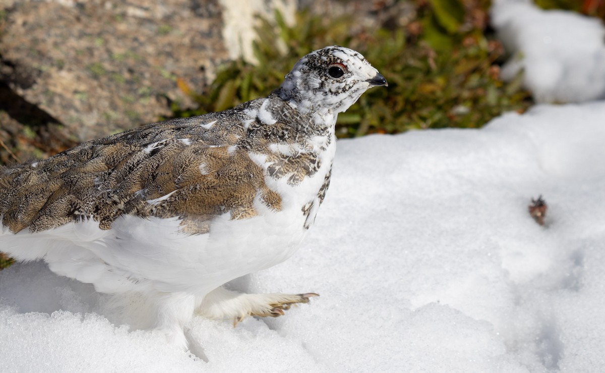 White-tailed Ptarmigan - Ryan Webster