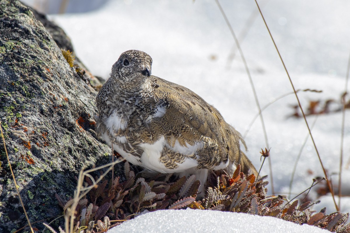 White-tailed Ptarmigan - ML609268214