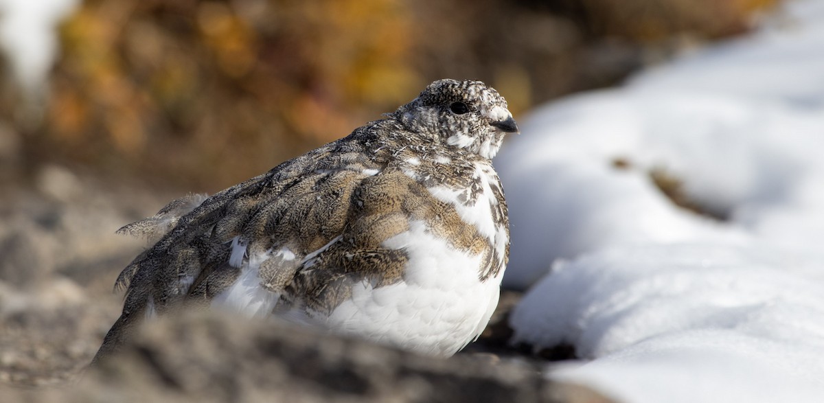 White-tailed Ptarmigan - ML609268215