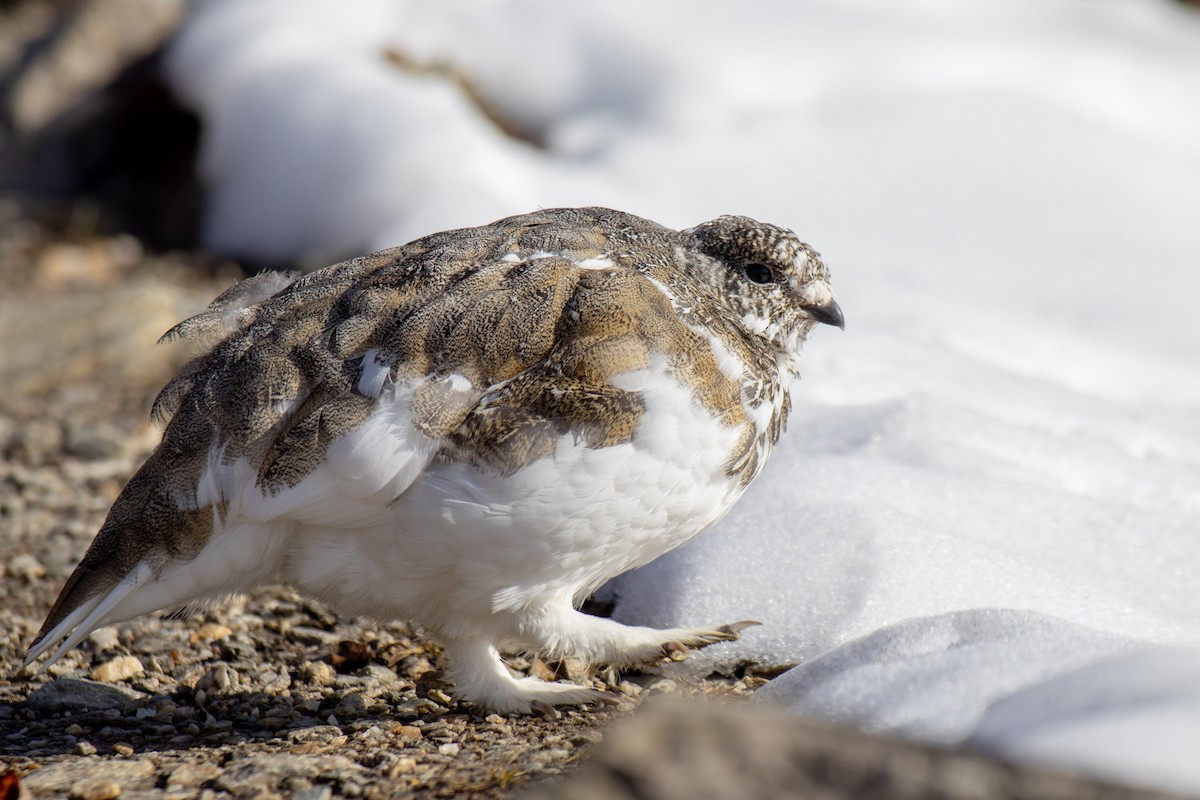 White-tailed Ptarmigan - ML609268216