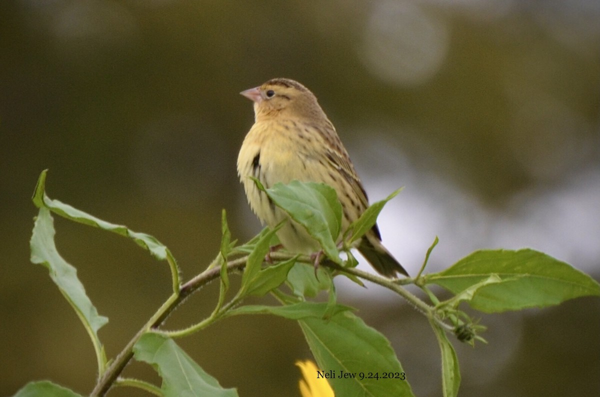 bobolink americký - ML609268250