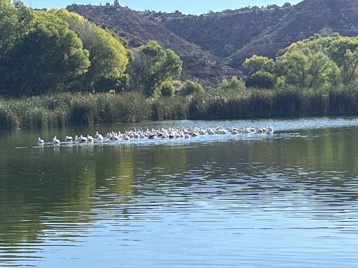 American White Pelican - ML609268310