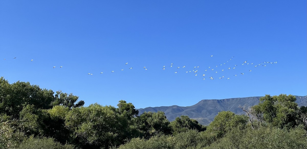 שקנאי אמריקני - ML609268315