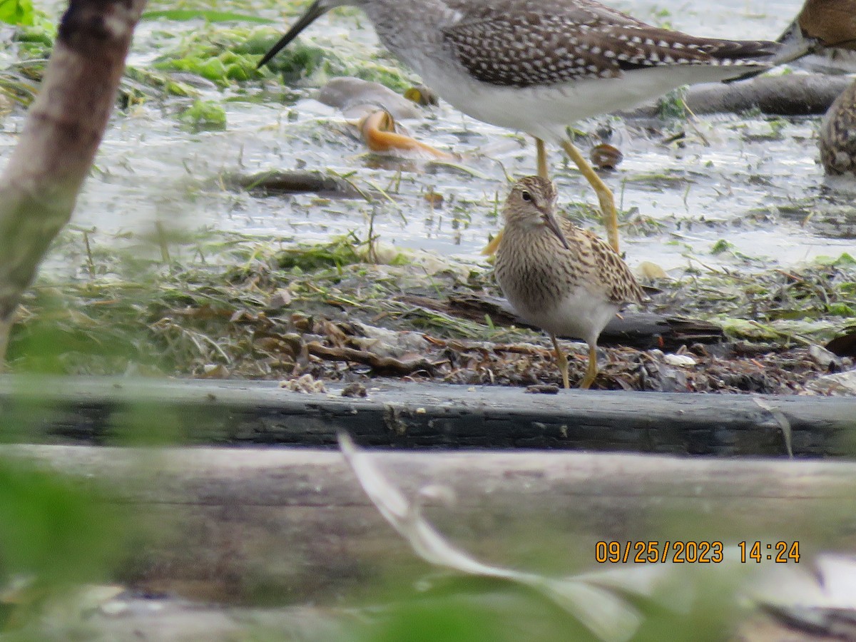 Pectoral Sandpiper - ML609268363