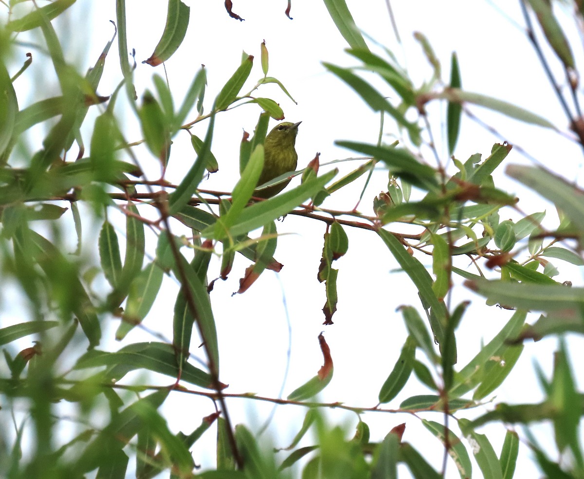 Orange-crowned Warbler - Ed Stonick